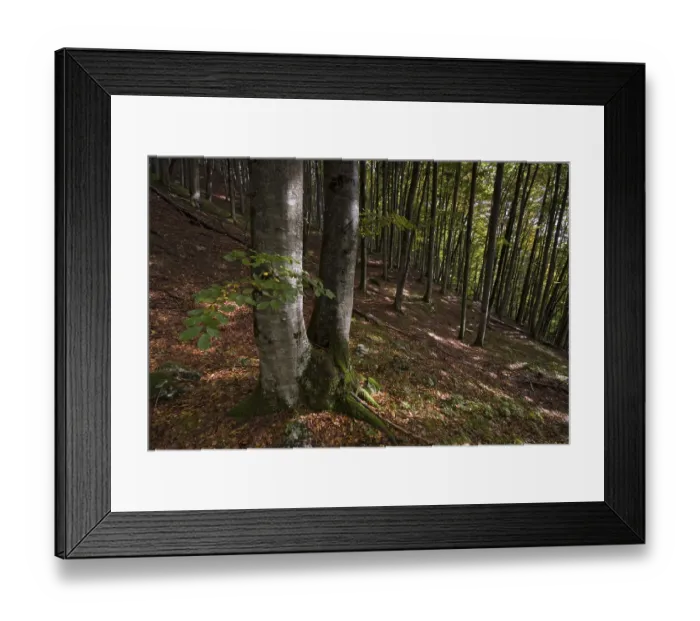 Framed Print : Beech grove (Fagus), Vomperloch