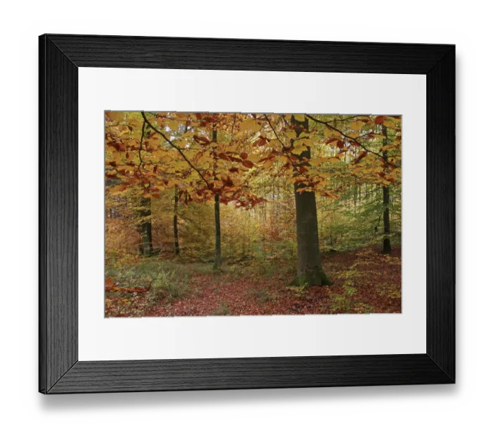 Framed Print : Autumnally coloured beech groove Framed Print : Autumnally coloured beech groove