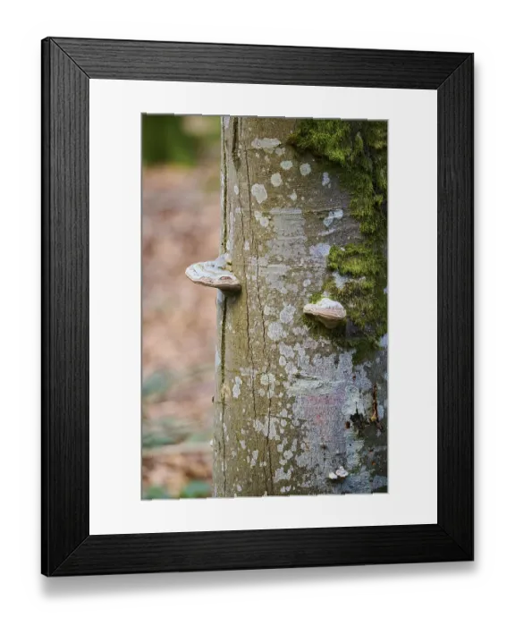 Framed Print : Tinder fungus (Fomes fomentarius) growing on a European beech (Fagus sylvatica) tree trunk Framed Print : Tinder fungus (Fomes fomentarius) growing on a European beech (Fagus sylvatica) tree trunk