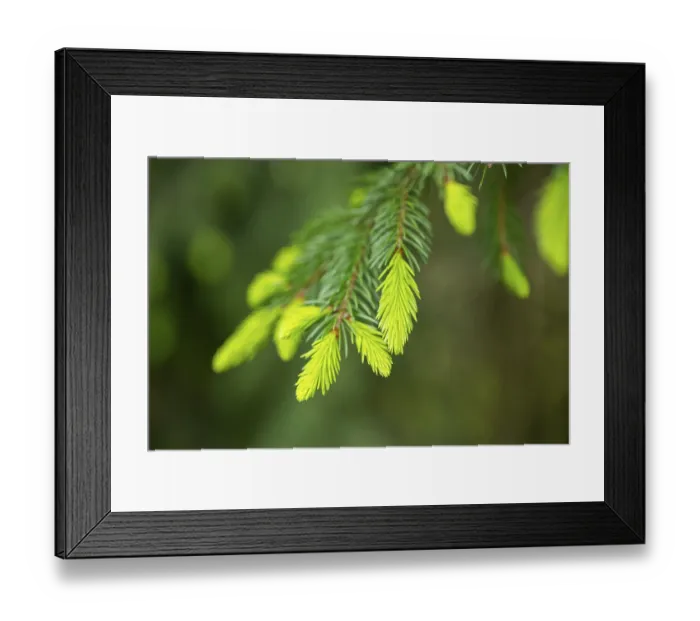 Framed Print : Close-up of a Norway spruce (Picea abies) shoots in a forest in spring Framed Print : Close-up of a Norway spruce (Picea abies) shoots in a forest in spring