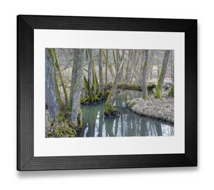 Framed Print : Winterladscape of a swamp with water and trees