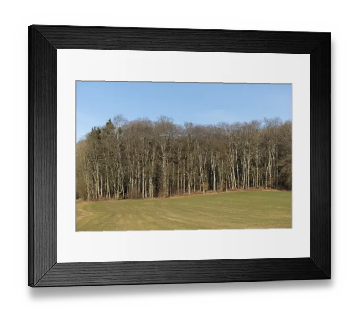 Framed Print : Bare beech forest in winter on a sunny day with neighbouring meadow