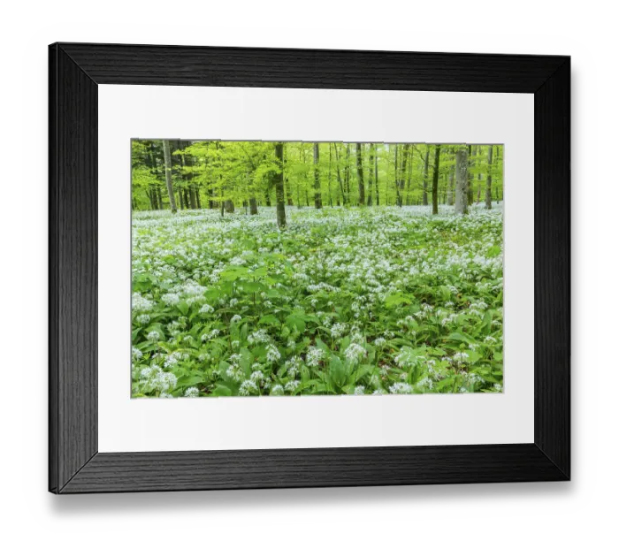 Framed Print : Wild garlic in flower (Allium ursinum) Framed Print : Wild garlic in flower (Allium ursinum)