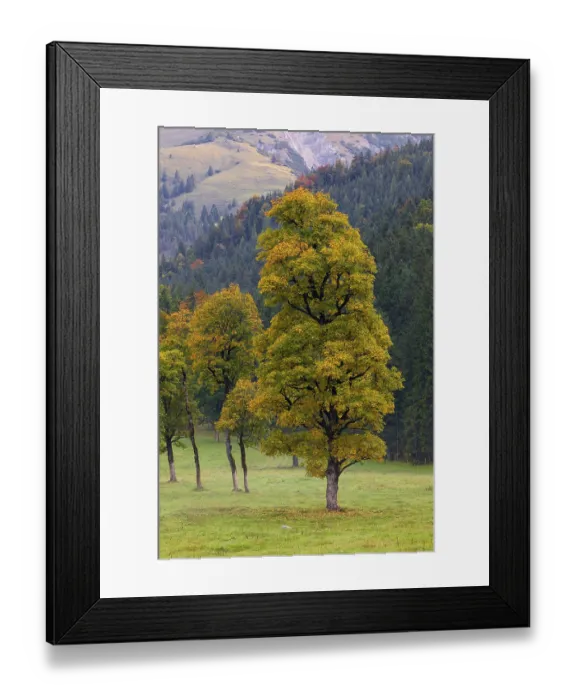 Framed Print : Nature conservancy area Grosser Ahornboden Framed Print : Nature conservancy area Grosser Ahornboden