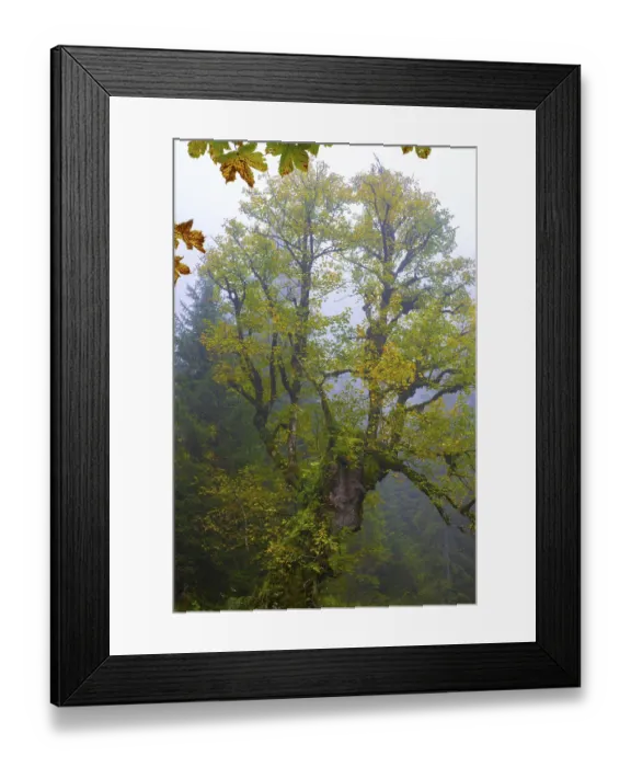 Framed Print : Maple trees, (Acer pseudoplataus) Framed Print : Maple trees, (Acer pseudoplataus)