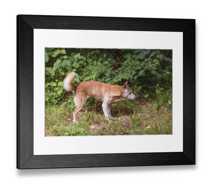 Framed Print : One New Guinea singing dog or New Guinea Highland dog (Canis hallstromi) (Canis dingo hallstromi)