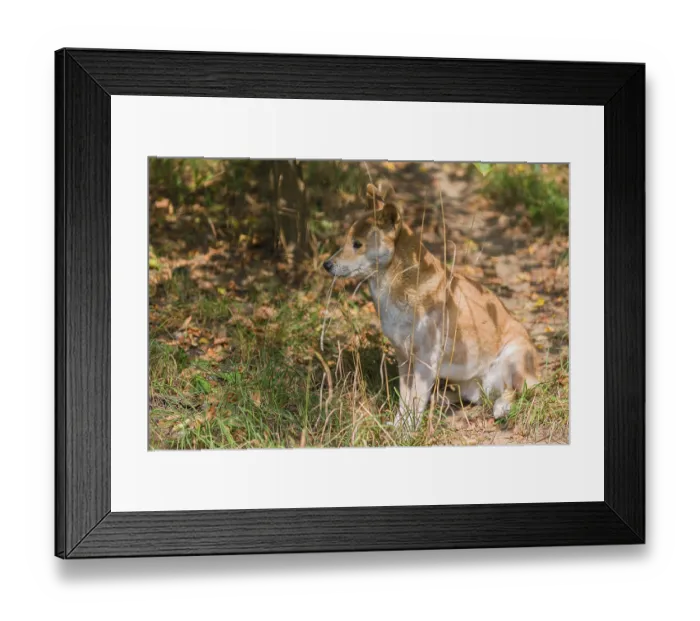 Framed Print : One New Guinea singing dog or New Guinea Highland dog (Canis hallstromi) (Canis dingo hallstromi)