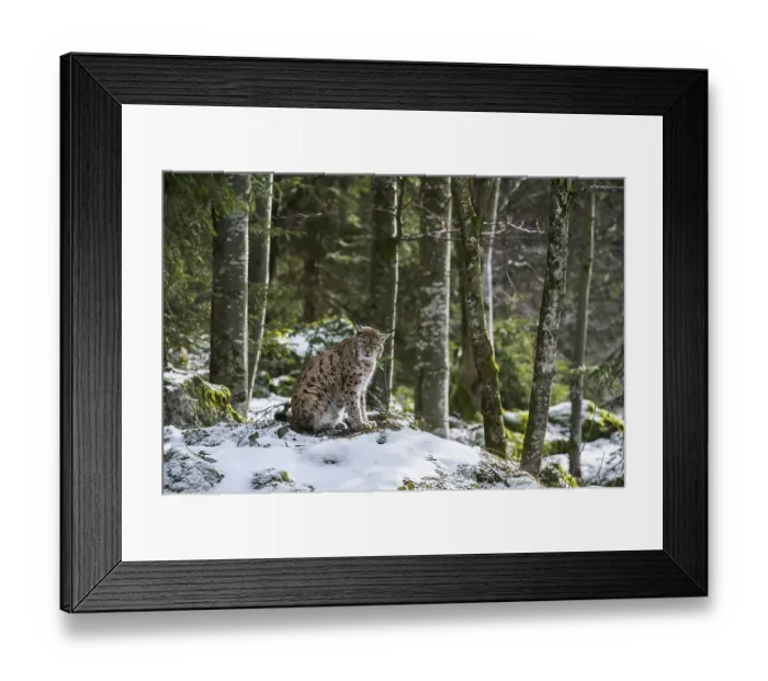 Framed Print : Eurasian lynx (Lynx lynx) sitting on rock in the snow in winter