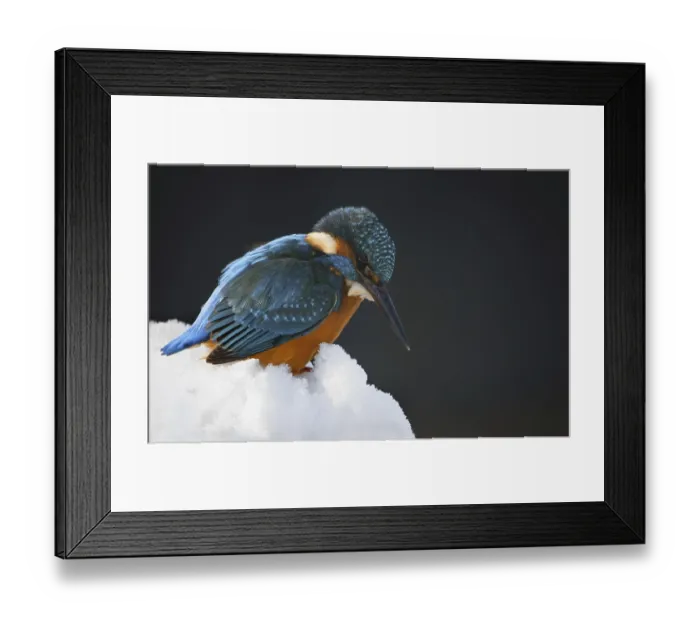 Framed Print : Portrait of Eurasian, Common Kingfisher (Alcedo atthis) perched in the snow in winter
