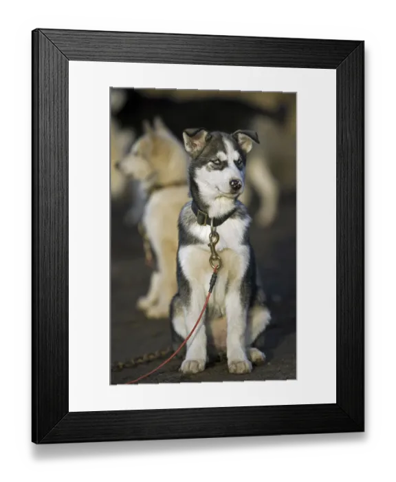 Framed Print : Husky dog (Canis lupus familiaris) wearing collar with leash