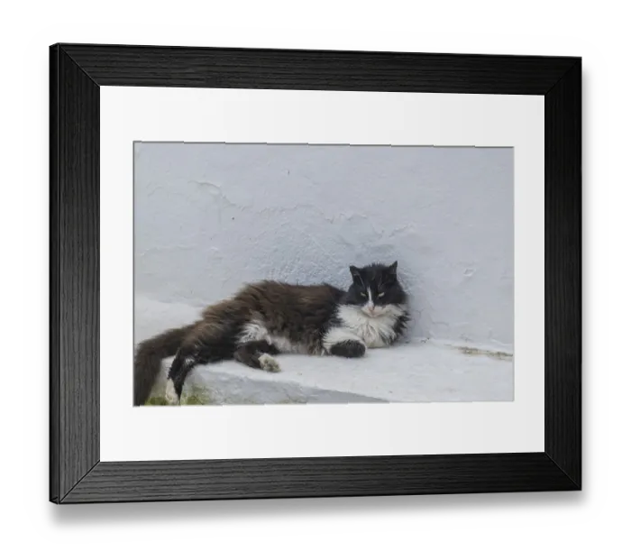Framed Print : Felidae (Felis silvestris catus) lying on a white wall Framed Print : Felidae (Felis silvestris catus) lying on a white wall