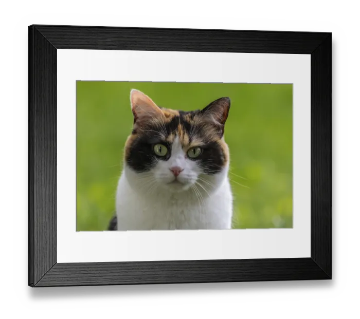 Framed Print : Cat, European Shorthair, domestic cat (Felis catus)