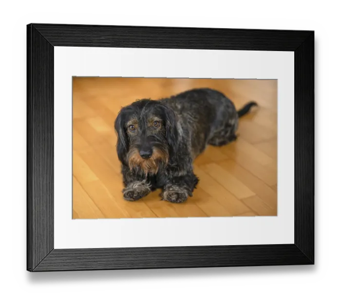 Framed Print : Rough-haired dachshund, male, lying on parquet floor