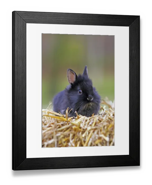 Framed Print : Domestic rabbit (Oryctolagus cuniculus) Framed Print : Domestic rabbit (Oryctolagus cuniculus)