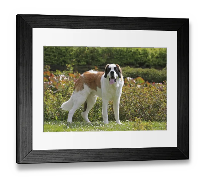 Framed Print : St Bernard, St Bernard dog