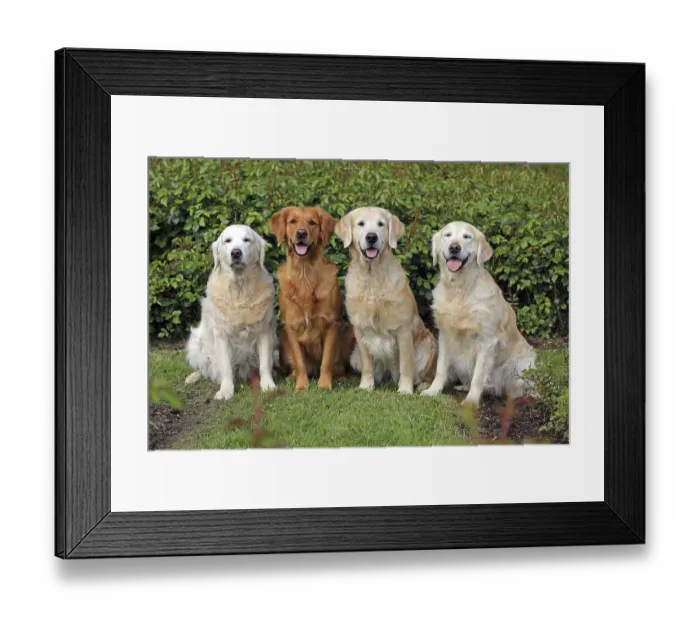 Framed Print : Labrador Retriever, group picture