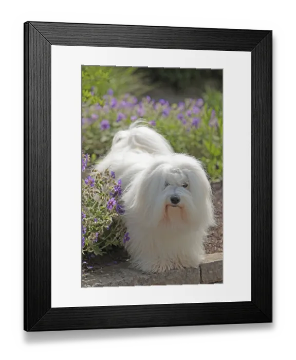 Framed Print : Coton de Tulear, cotton dog Framed Print : Coton de Tulear, cotton dog