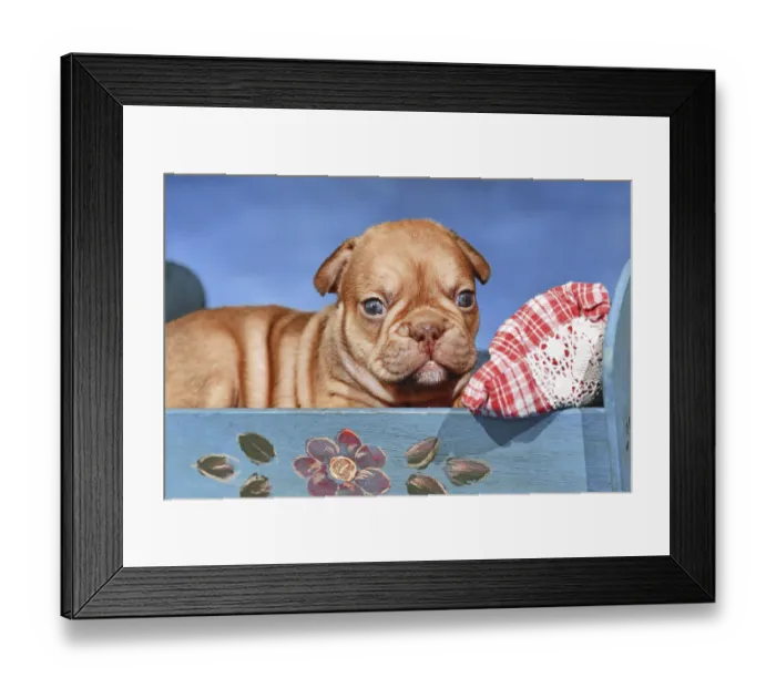 Framed Print : Choco Red French Bulldog dog puppy in bed in front of blue background