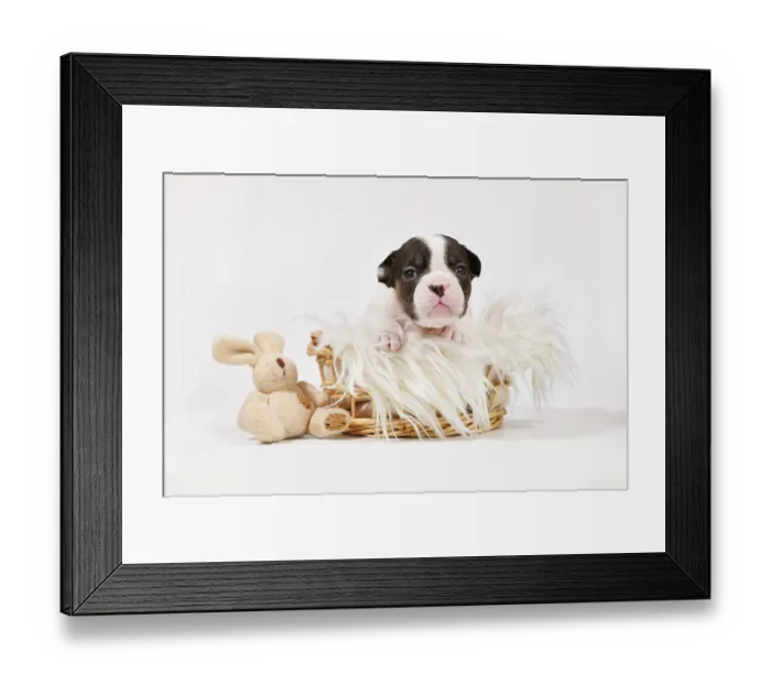 Framed Print : PIed French Bulldog dog puppy with toy plush bunny in basket on white background Framed Print : PIed French Bulldog dog puppy with toy plush bunny in basket on white background