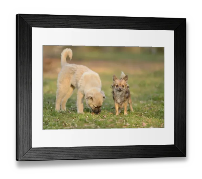 Framed Print : Close-up of a Chihuahua dog in a garden with another mixed breed dog in spring