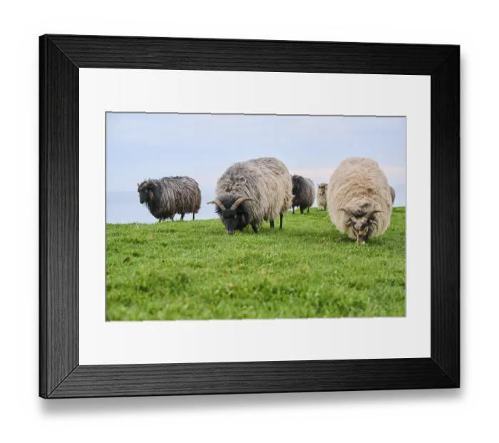 Framed Print : Domestic sheep (Ovis aries) Heidschnucke moorland sheep on a meadow