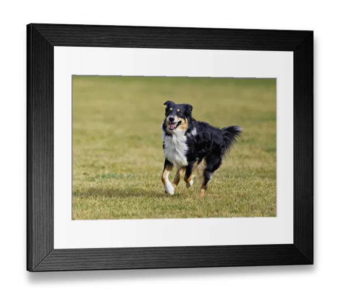 Framed Print : Mixed breed dog between Border Collie and Australian Shepherd jumps across meadow