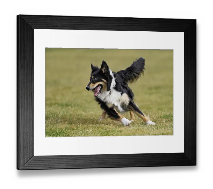 Framed Print : Mixed breed dog between Border Collie and Australian Shepherd jumps across meadow