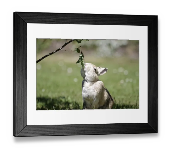 Framed Print : Domestic rabbit (Oryctolagus cuniculus domestica) Framed Print : Domestic rabbit (Oryctolagus cuniculus domestica)