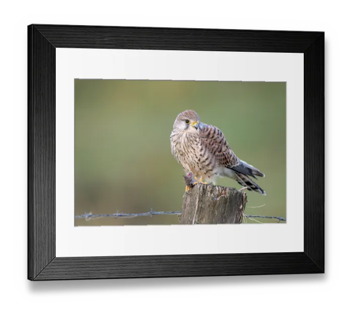 Framed Print : Common kestrel (Falco tinnunculus) Framed Print : Common kestrel (Falco tinnunculus)
