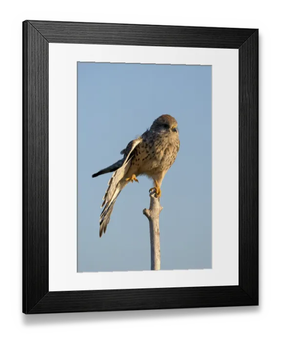 Framed Print : Common kestrel (Falco tinnunculus) Framed Print : Common kestrel (Falco tinnunculus)
