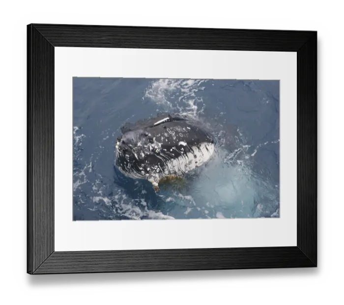 Framed Print : Humpback Whale (Megaptera novaeangliae) Framed Print : Humpback Whale (Megaptera novaeangliae)