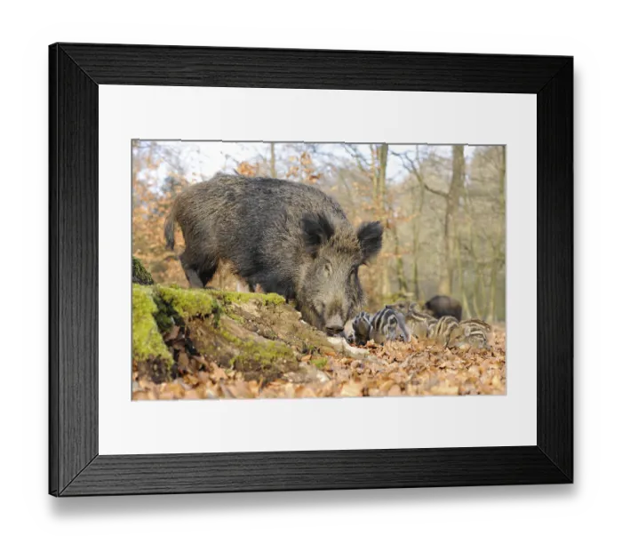Framed Print : Wild Boars (Sus scrofa), sow with piglets Framed Print : Wild Boars (Sus scrofa), sow with piglets
