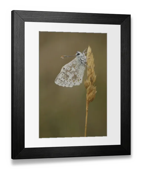 Framed Print : Adonis blue (Polyommatus bellargus) with water droplets on the antennae Framed Print : Adonis blue (Polyommatus bellargus) with water droplets on the antennae