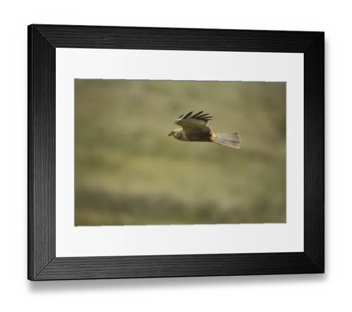 Framed Print : Western marsh-harrier (Circus aeruginosus)