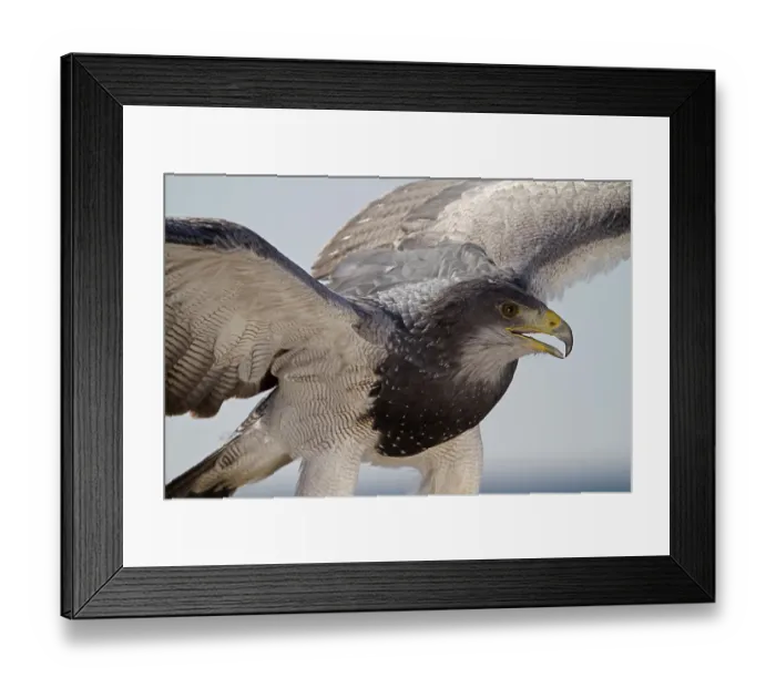 Framed Print : Black-chested buzzard-eagle (Geranoaetus melanoleucus) Framed Print : Black-chested buzzard-eagle (Geranoaetus melanoleucus)