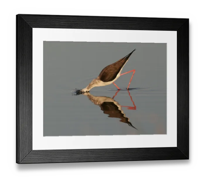Framed Print : Black-winged Stilt or Common Stilt (Himantopus himantopus) Framed Print : Black-winged Stilt or Common Stilt (Himantopus himantopus)