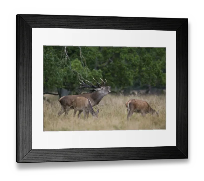 Framed Print : Red Deer (Cervus elaphus), Denmark, Europe Framed Print : Red Deer (Cervus elaphus), Denmark, Europe