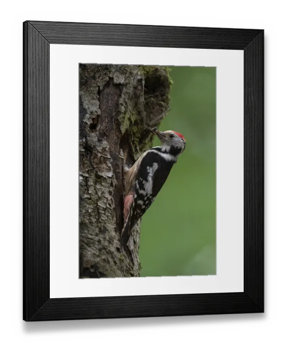 Framed Print : Middle spotted woodpecker (Dendrocopos medius) with insects Framed Print : Middle spotted woodpecker (Dendrocopos medius) with insects