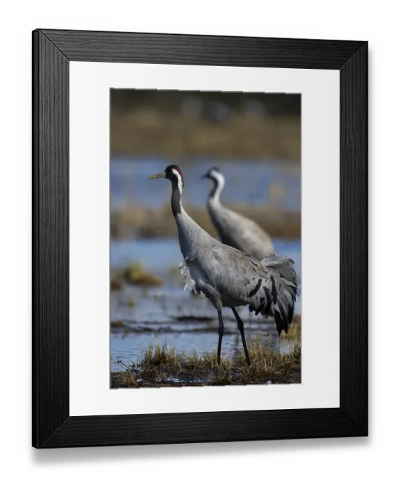 Framed Print : Common crane (Grus grus), Hornborga Framed Print : Common crane (Grus grus), Hornborga