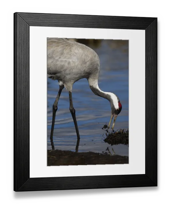 Framed Print : Crane (Grus grus), Sweden, Europe Framed Print : Crane (Grus grus), Sweden, Europe