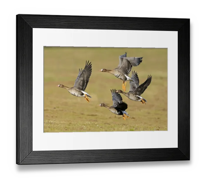 Framed Print : White-fronted Goose (Anser albifrons albifrons) four adults Framed Print : White-fronted Goose (Anser albifrons albifrons) four adults