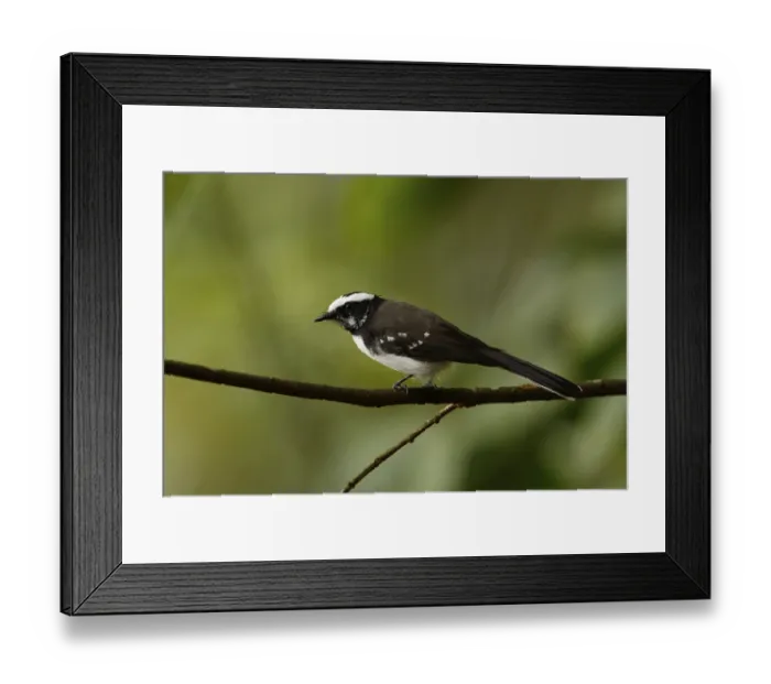 Framed Print : Fan-tail, white-browed fantail (Rhipidura aureola)