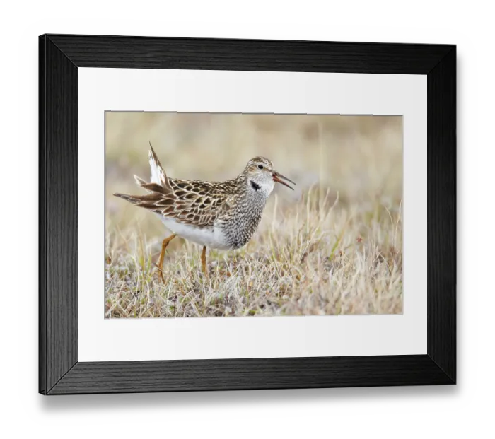 Framed Print : Pectoral sandpiper (Calidris melanotos)