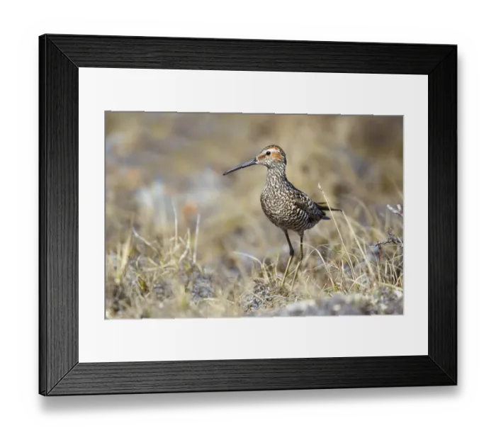 Framed Print : Micropalama himantopus, stilt sandpiper (Calidris himantopus)