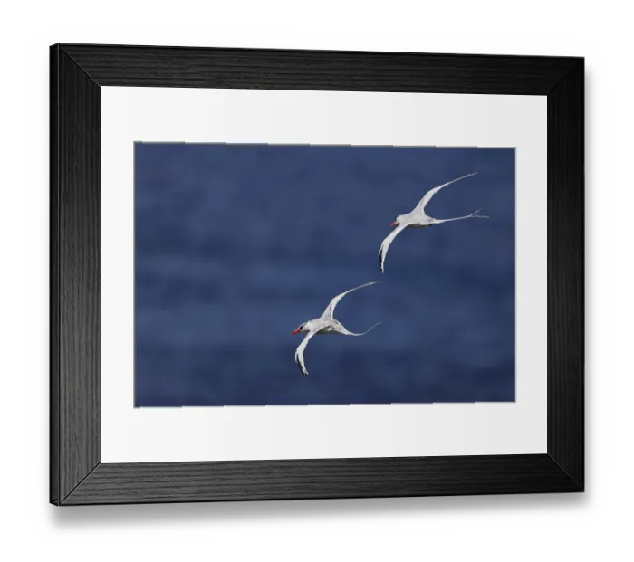 Framed Print : Red-billed Tropicbird (Phaethon aethereus) two adults