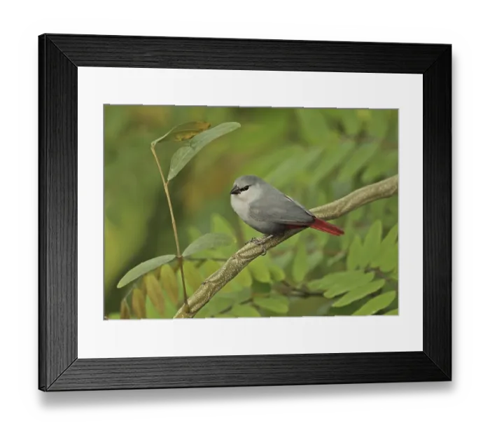 Framed Print : Lavender Waxbill (Estrilda caerulescens) adult