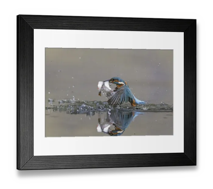 Framed Print : Common kingfisher (Alcedo atthis) Framed Print : Common kingfisher (Alcedo atthis)