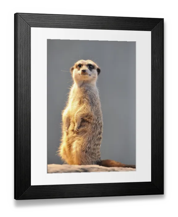 Framed Print : Meerkat (Suricata suricatta) Framed Print : Meerkat (Suricata suricatta)