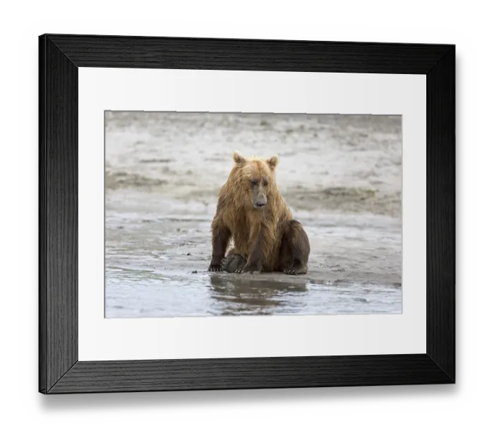 Framed Print : Grizzly bear on the banks of the Douglas River in Katmai National Park in Alaska