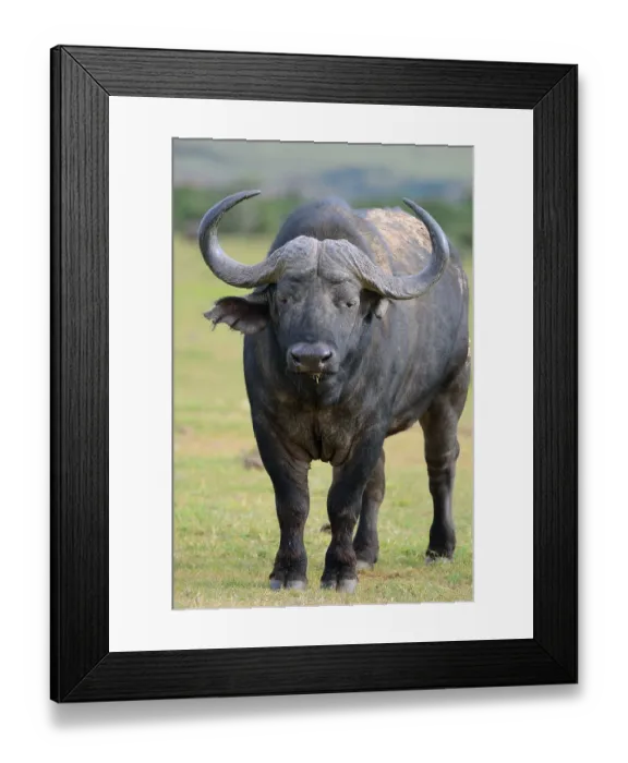 Framed Print : Buffalo or Cape Buffalo (Syncerus caffer) Framed Print : Buffalo or Cape Buffalo (Syncerus caffer)